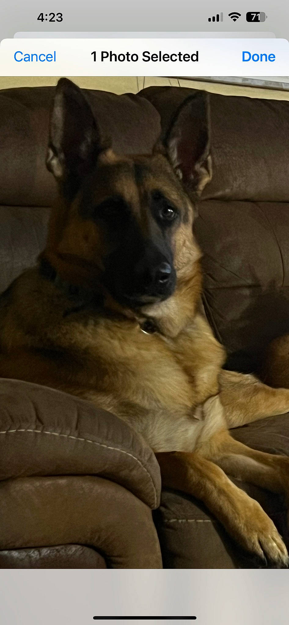 Gypsy is registered to the contest to win money with this photo: bored, canidae, carnivore, companion_dog, dog, dog_breed, fawn, fur, german_shepherd_dog, snout, sporting_group, terrestrial_animal, whiskers, working_dog