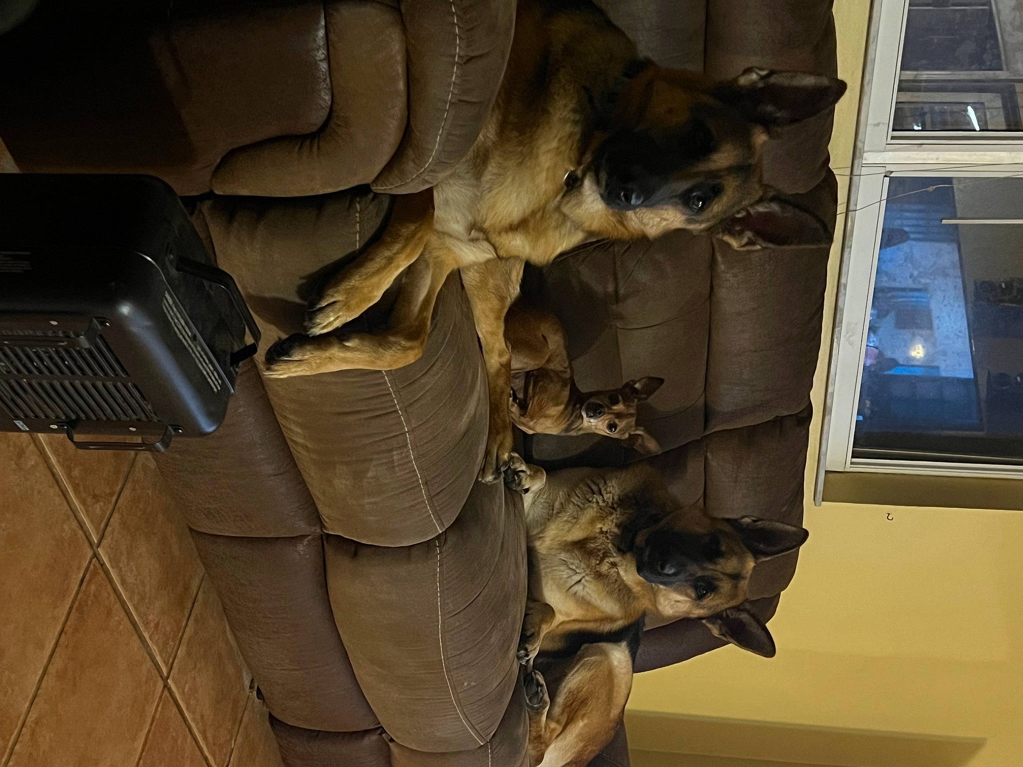 Gypsy joined the competition — help win amazing prizes! art, auto_part, building, felidae, fur, hide, metal, room, sculpture, statue, tail, tourist_attraction, window, wood