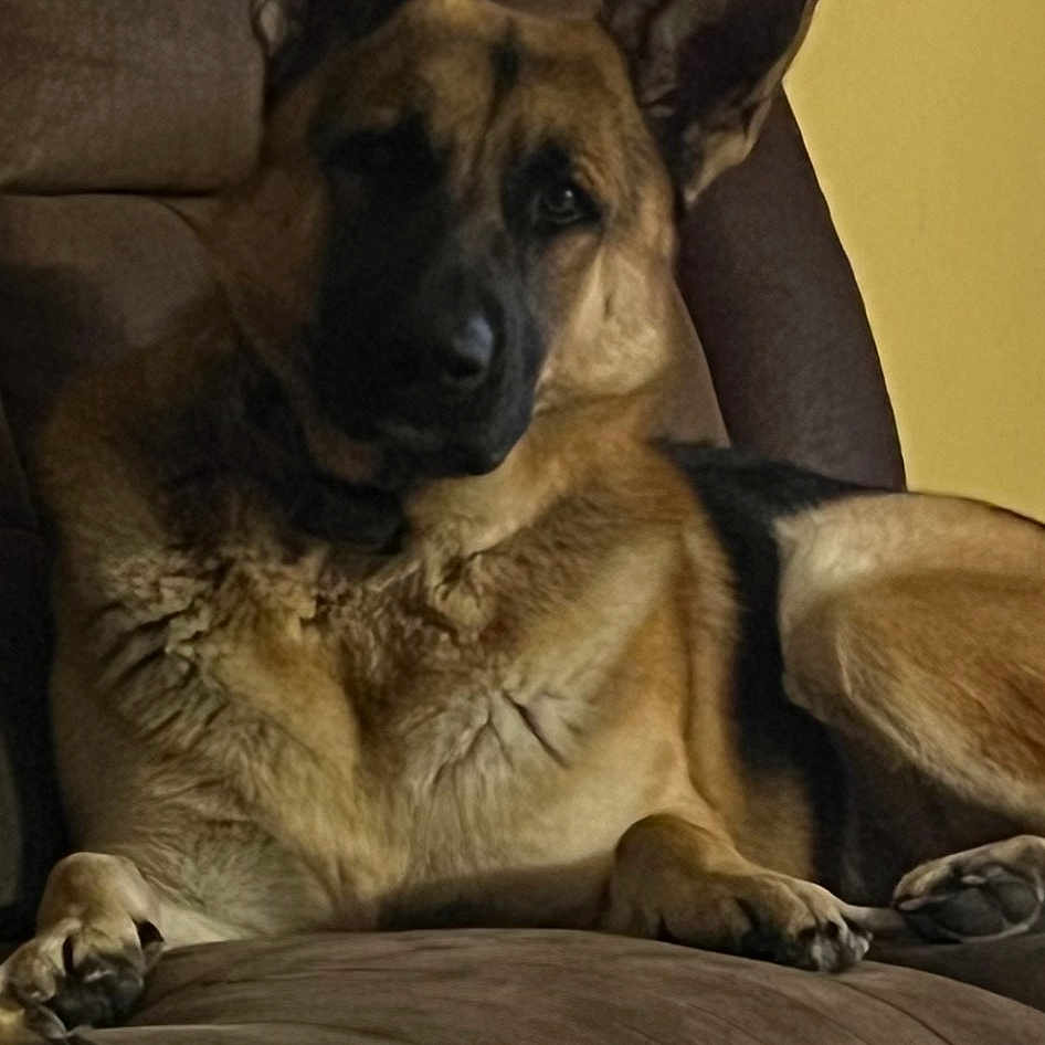 Raider
