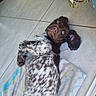 dog, puppy, lying_down, spotted_fur, tile_floor, towel, ears_flopped, curious, playful, indoor, pet, animal, canine, looking_up, brown_fur, white_fur, black_spots, relaxed, cute, young_dog