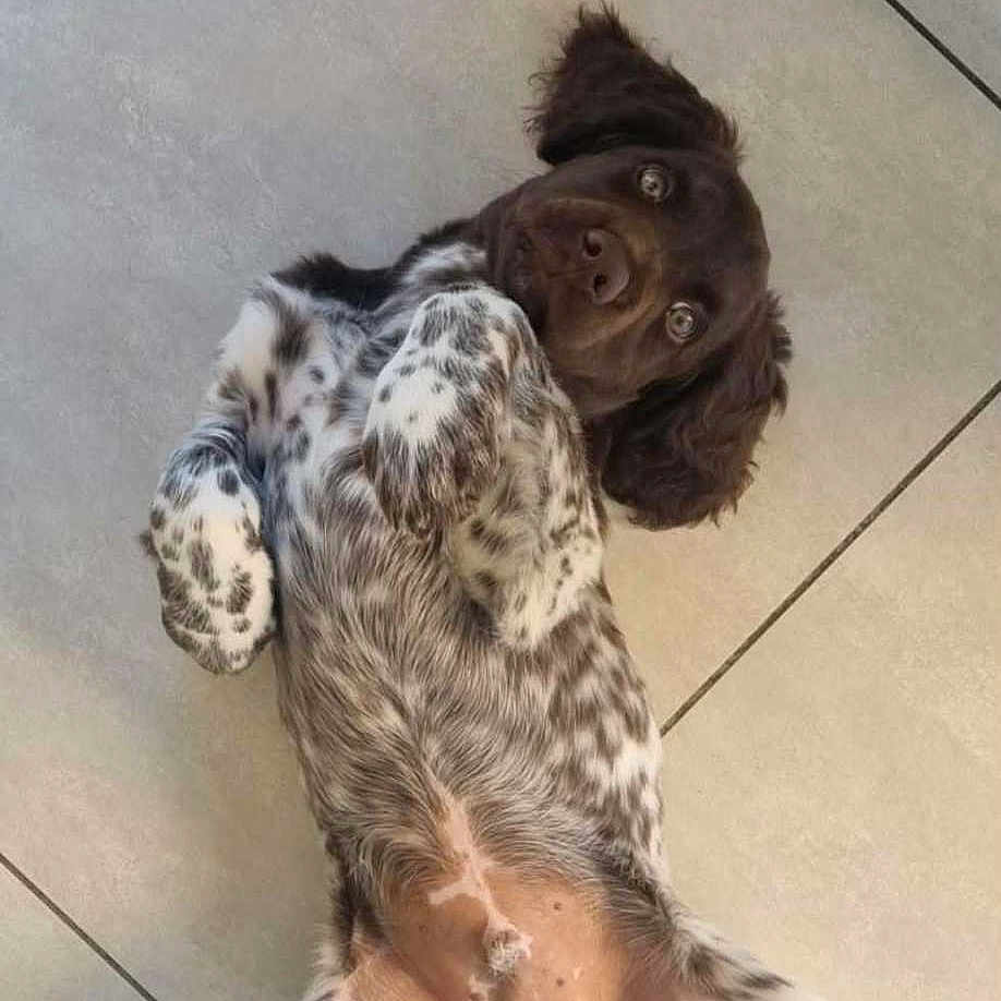Bounty a rejoint le concours — aidez-le/la à gagner de superbes lots ! dog, puppy, lying_down, tile_floor, spotted, brown, white, floppy_ears, curious_eyes, indoor, pet, animal, cute, playful, young_dog, mammal, relaxed, fur, paw, belly_up