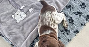 Bounty a rejoint le concours — aidez-le/la à gagner de superbes lots ! puppy, dog, brown, white, speckled_fur, looking_up, rug, blue_rug, gray_blanket, bear_face, toy, orange_toy, floor_tiles, pet, indoor, cozy, cute, animal, young_dog, lying_down