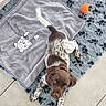 puppy, dog, brown, white, speckled_fur, looking_up, rug, blue_rug, gray_blanket, bear_face, toy, orange_toy, floor_tiles, pet, indoor, cozy, cute, animal, young_dog, lying_down