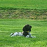 Bounty a rejoint le concours — aidez-le/la à gagner de superbes lots ! dog, grass, greenery, outdoor, collar, field, yellow_flowers, animal, pet, nature, canine, resting, summer, sunlight, mammal, leisure, landscape, fur, domestic_animal, quiet