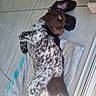Bounty a rejoint le concours — aidez-le/la à gagner de superbes lots ! dog, spotted_dog, tiled_floor, towel, lying_down, pet, playful, ears, curious, relaxed, indoor, brown_and_white, animal, canine, fur, paw, snout, laying, domestic_animal, companion