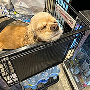 Lady joined the competition — help win amazing prizes! dog, shopping_cart, bottled_water, grocery_bags, resting, golden_color, pet, store, floor, plastic_bottles, black_cart, canine, closed_eyes, relaxed, shopping, retail, domestic_animal, animal, cute, indoor