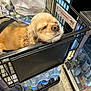 dog, shopping_cart, bottled_water, grocery_bags, resting, golden_color, pet, store, floor, plastic_bottles, black_cart, canine, closed_eyes, relaxed, shopping, retail, domestic_animal, animal, cute, indoor