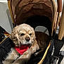 Lady is registered to the contest to win money with this photo: dog, golden_retriever, pet_stroller, red_bandana, indoor, furry, canine, resting, comfort, leisure, paw, face, animal, cute, domestic_animal, fur, pet_accessory, relaxed, portrait, closeup