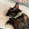 animal, blanket, cat, closeup, collar, cozy, cute, ears, feline, fur, green_collar, indoor, paw, pet, pink_paw_pads, resting, sleeping, soft_texture, tortoiseshell, whiskers
