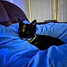 Emi is registered to the contest to win money with this photo: animal, blanket, blue_blanket, brown_couch, cat, closeup, couch, cozy, curious, domestic_cat, feline, green_collar, household, indoor, pet, portrait, resting, soft_lighting, tortoiseshell_cat, window_blinds