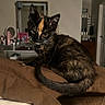 animal, brown_blanket, cat, cozy, curious, cute, domestic, feline, furniture, home, indoor, kitten, mirror, pet, resting, soft_light, tail, tortoiseshell, whiskers, young