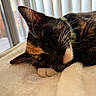 Emi is registered to the contest to win money with this photo: blanket, calico_cat, cat, closeup, collar, cozy, cute, domestic_animal, feline, fur, indoor, nap, pet, relaxing, sleeping, soft_texture, sunlight, vertical_blinds, whiskers, window