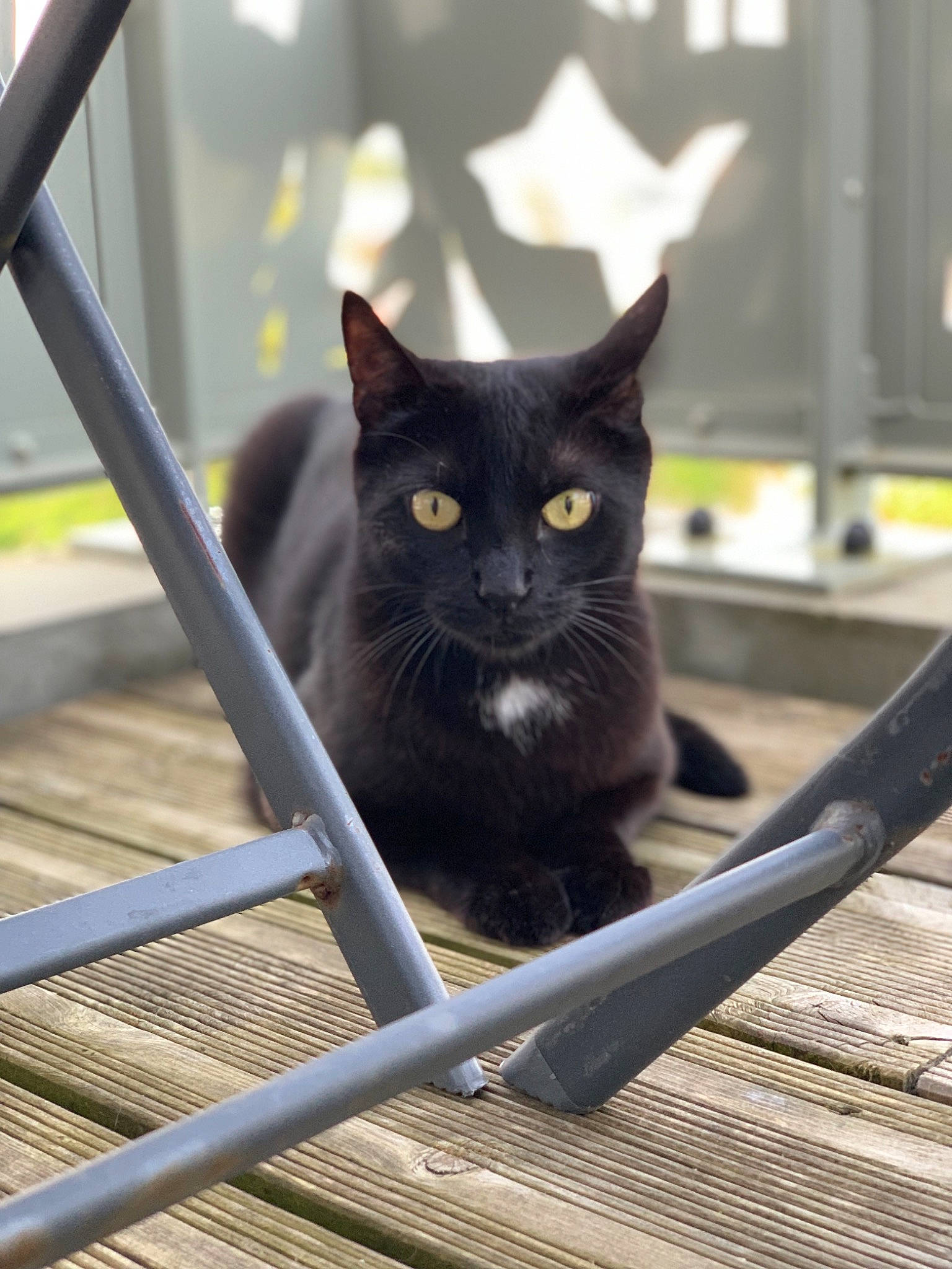 Angedarck a rejoint le concours — aidez-le/la à gagner de superbes lots ! black_cat, bombay, carnivore, cat, domestic_short_haired_cat, eye, felidae, fur, grass, grey, metal, monochrome_photography, sitting, small_to_medium_sized_cats, snout, terrestrial_animal, tree, vertebrate, whiskers, wood