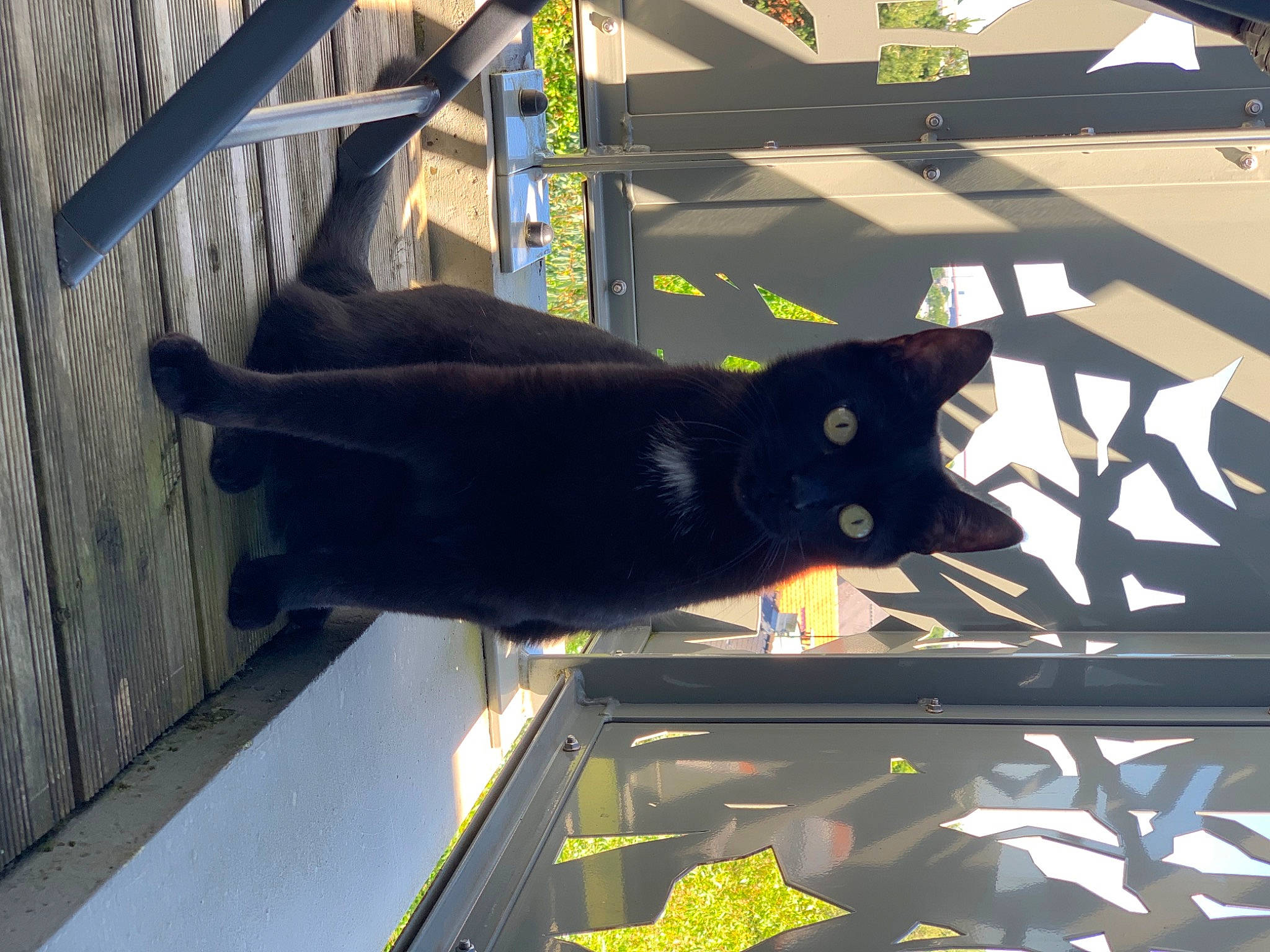 Angedarck a rejoint le concours — aidez-le/la à gagner de superbes lots ! automotive_exterior, automotive_window_part, black_cat, bombay, carnivore, cat, domestic_short_haired_cat, felidae, fur, green, plant, shade, shadow, small_to_medium_sized_cats, tail, tints_and_shades, tree, whiskers, window, windshield