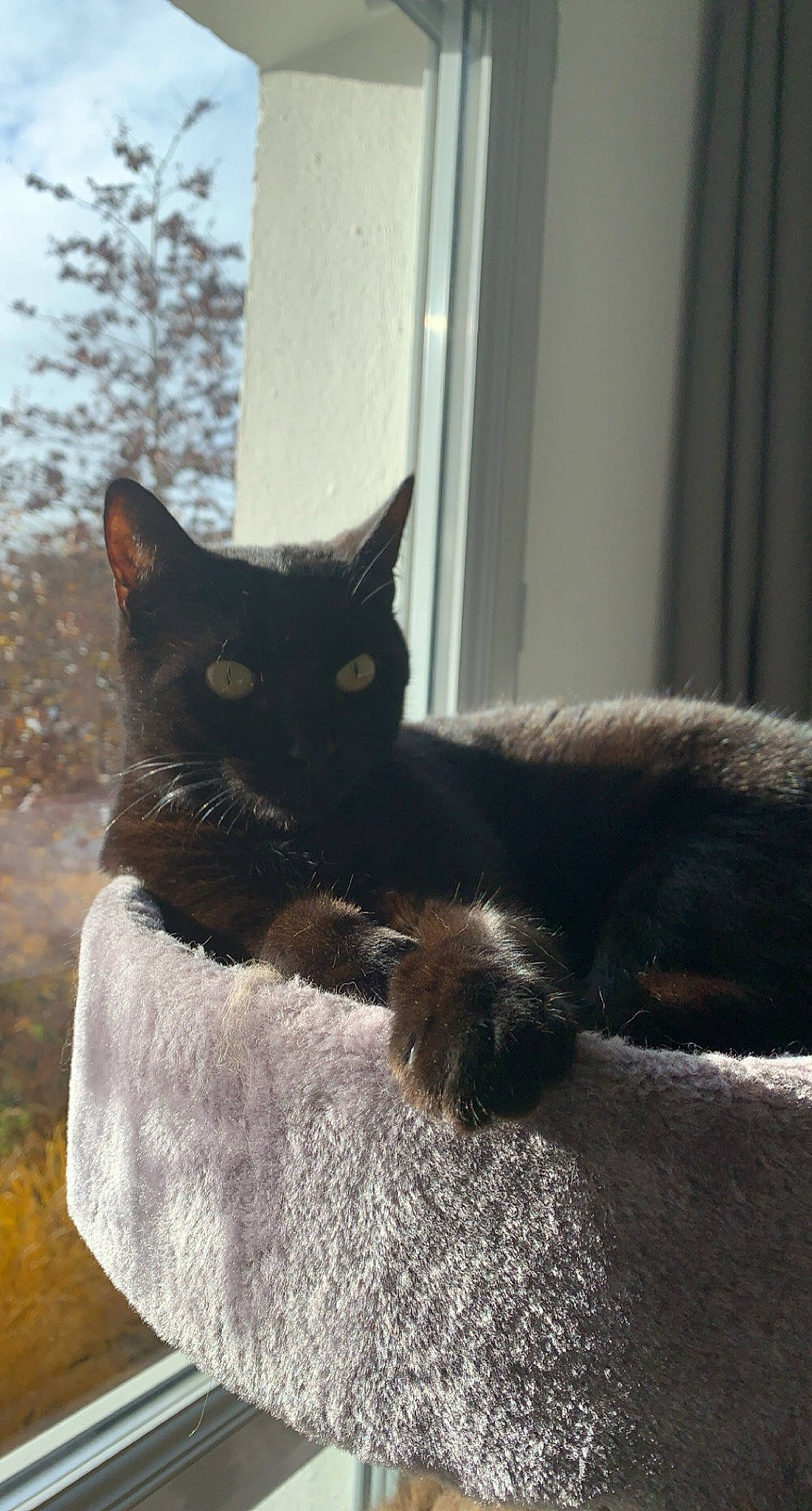 Angedarck a rejoint le concours — aidez-le/la à gagner de superbes lots ! black_cat, bombay, carnivore, cat, comfort, domestic_short_haired_cat, felidae, fur, grey, paw, room, sitting, small_to_medium_sized_cats, snout, tail, tints_and_shades, tree, whiskers, window, wood