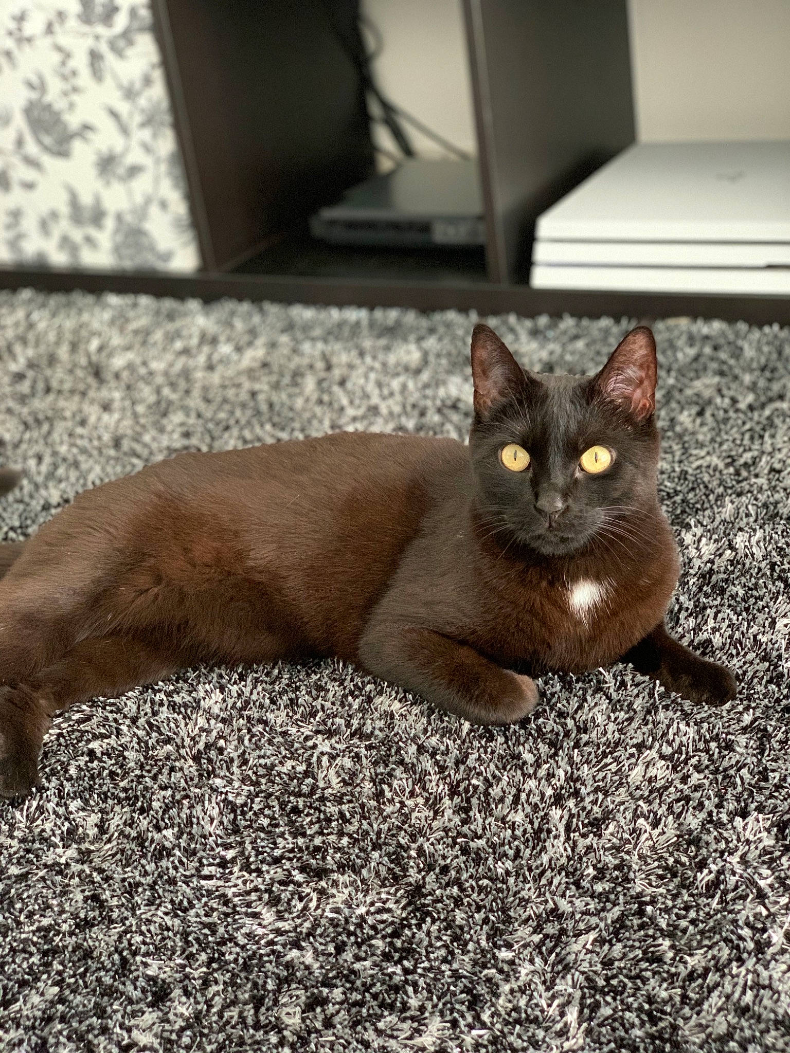 Angedarck a rejoint le concours — aidez-le/la à gagner de superbes lots ! black_cat, bombay, carnivore, cat, comfort, domestic_short_haired_cat, fawn, felidae, flooring, fur, grey, havana_brown, road_surface, sitting, small_to_medium_sized_cats, snout, tail, terrestrial_animal, whiskers