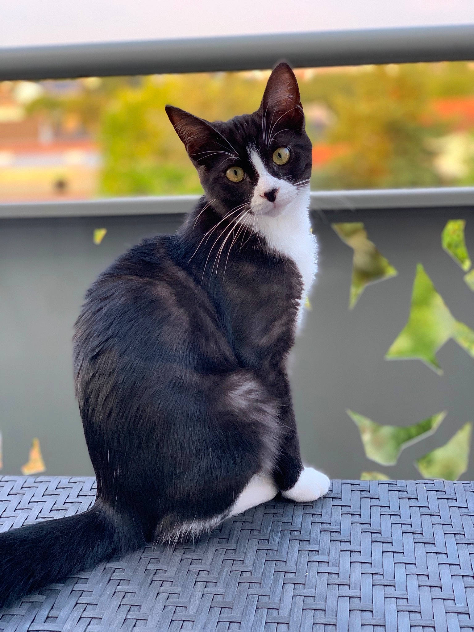 Achille participe au concours pour gagner de l'argent avec cette photo : black_cat, carnivore, cat, domestic_short_haired_cat, felidae, flooring, fur, grass, grey, monochrome_photography, paw, plant, road_surface, sitting, small_to_medium_sized_cats, snout, tail, tree, whiskers, window