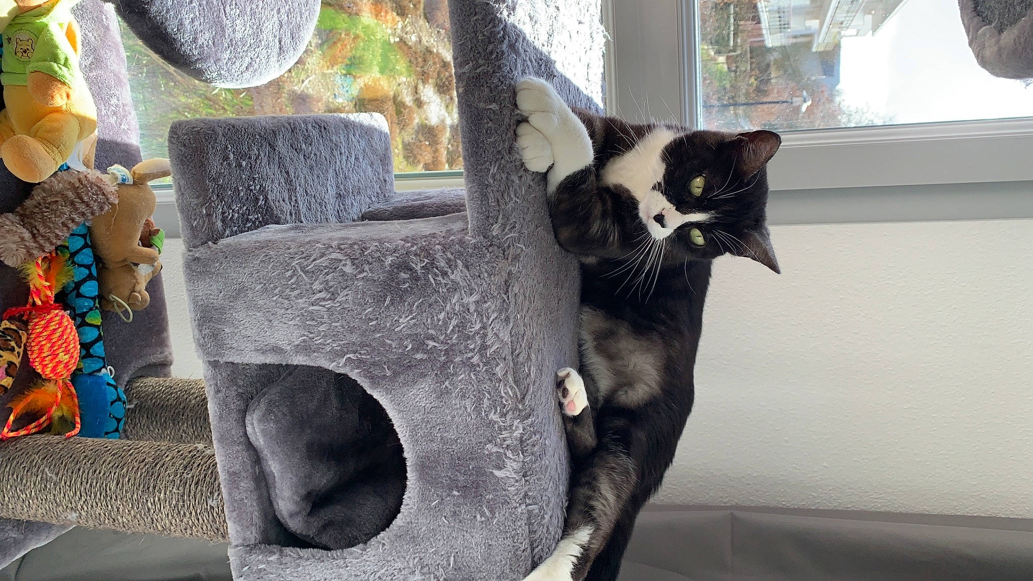 Achille a rejoint le concours — aidez-le/la à gagner de superbes lots ! art, carnivore, cat, cat_supply, domestic_short_haired_cat, felidae, flowerpot, fur, grey, houseplant, pet_supply, plant, sculpture, small_to_medium_sized_cats, snout, statue, tail, tree, whiskers, window