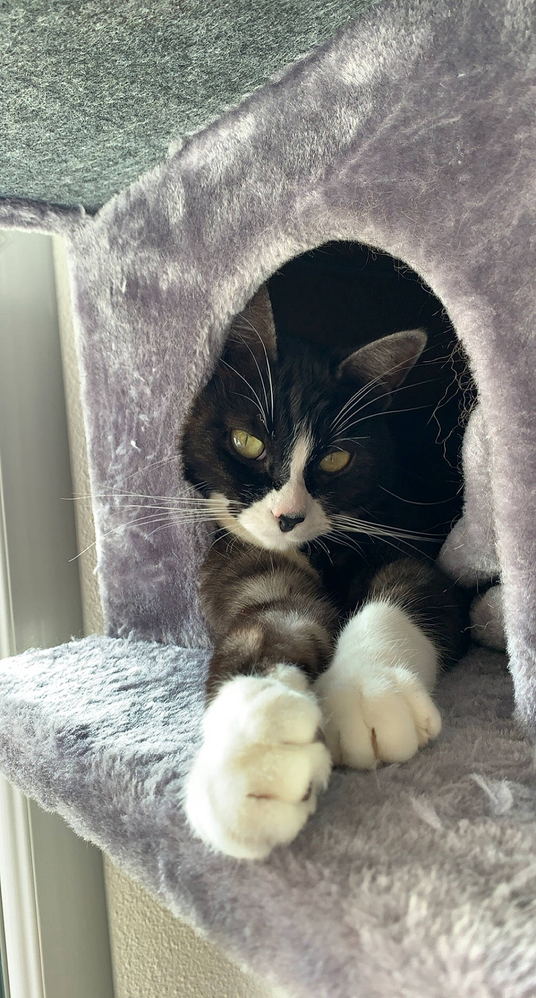 Achille a rejoint le concours — aidez-le/la à gagner de superbes lots ! carnivore, cat, claw, comfort, domestic_short_haired_cat, fawn, felidae, foot, fur, grey, mammal, nap, paw, sitting, small_to_medium_sized_cats, snout, tail, vertebrate, whiskers, wood