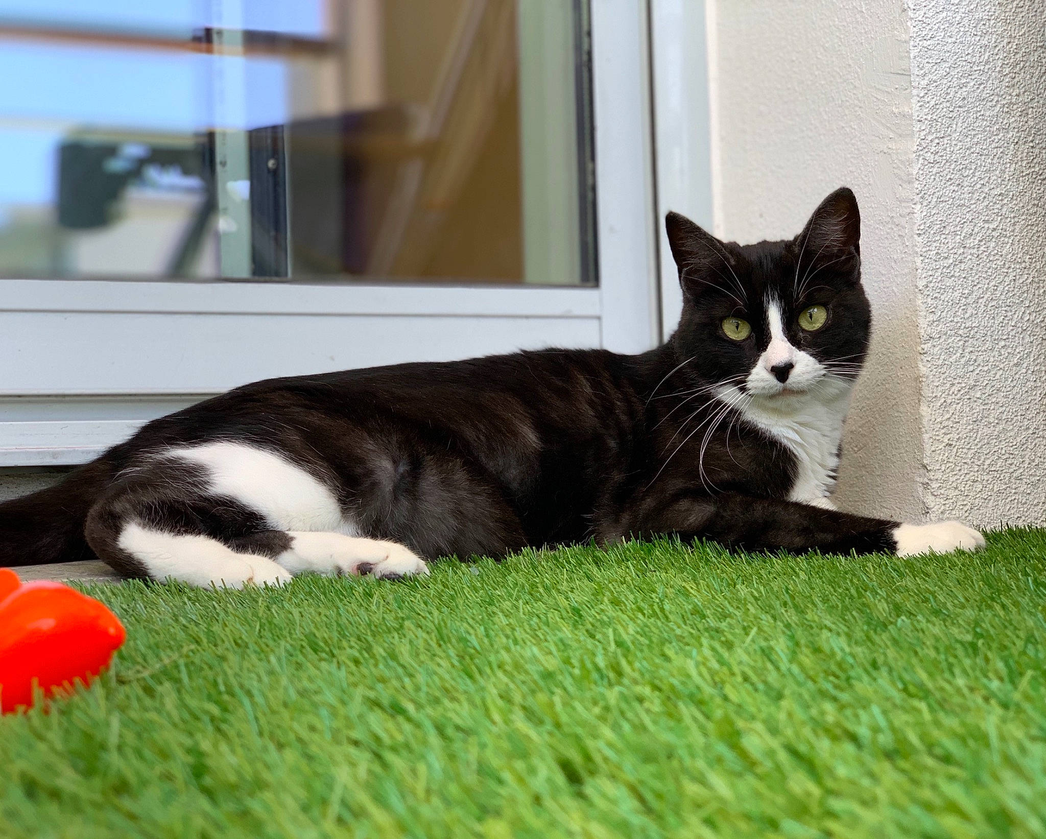 Achille participe au concours pour gagner de l'argent avec cette photo : ball, carmine, carnivore, cat, comfort, dog_toy, domestic_short_haired_cat, felidae, flooring, fur, grass, grey, small_to_medium_sized_cats, snout, sports_equipment, tail, terrestrial_animal, toy, whiskers, window