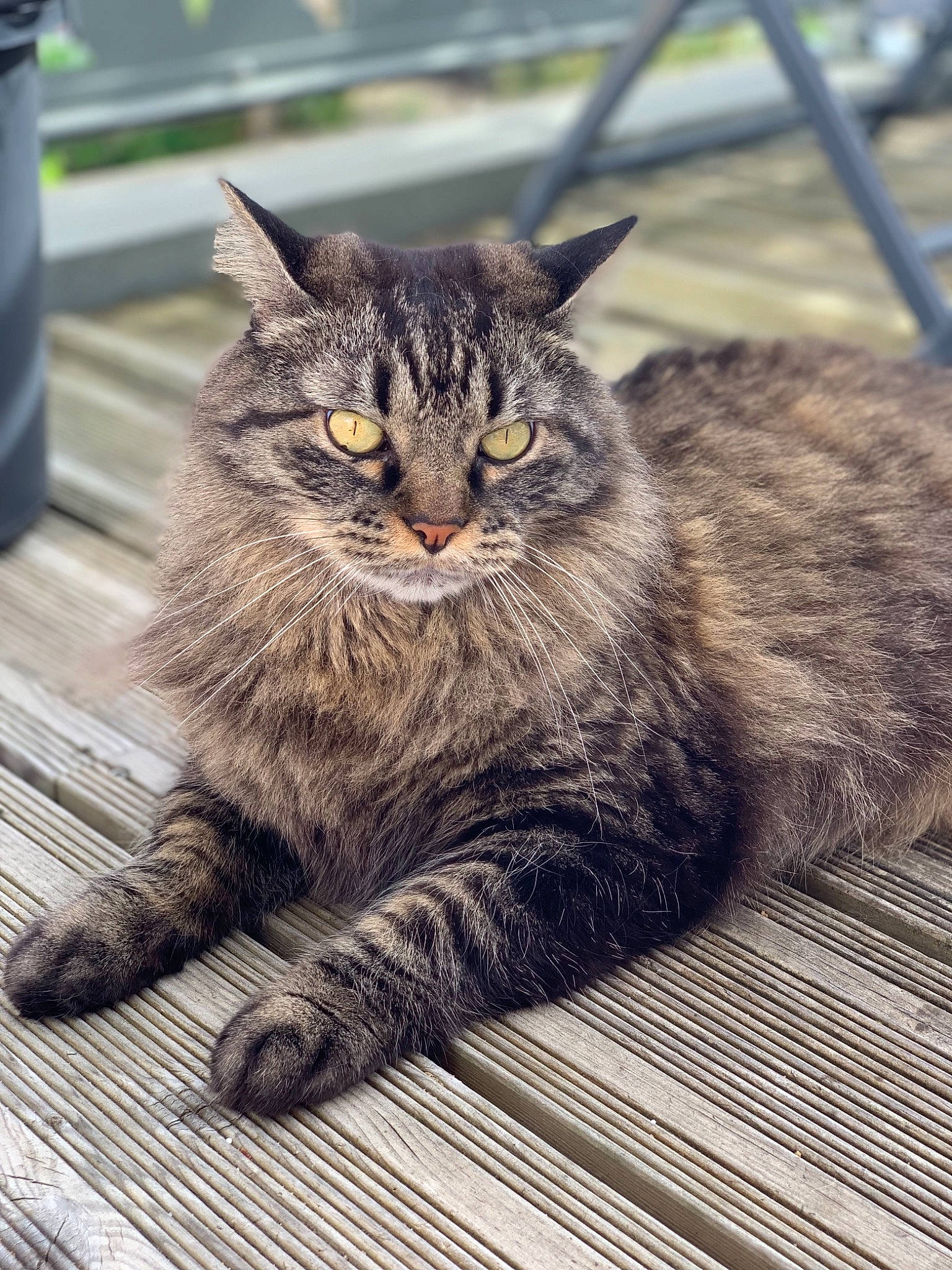 Isice participe au concours pour gagner de l'argent avec cette photo : carnivore, cat, claw, domestic_short_haired_cat, eye, felidae, fence, flooring, fur, grey, hardwood, paw, road_surface, small_to_medium_sized_cats, snout, tail, terrestrial_animal, whiskers, wildlife, wood