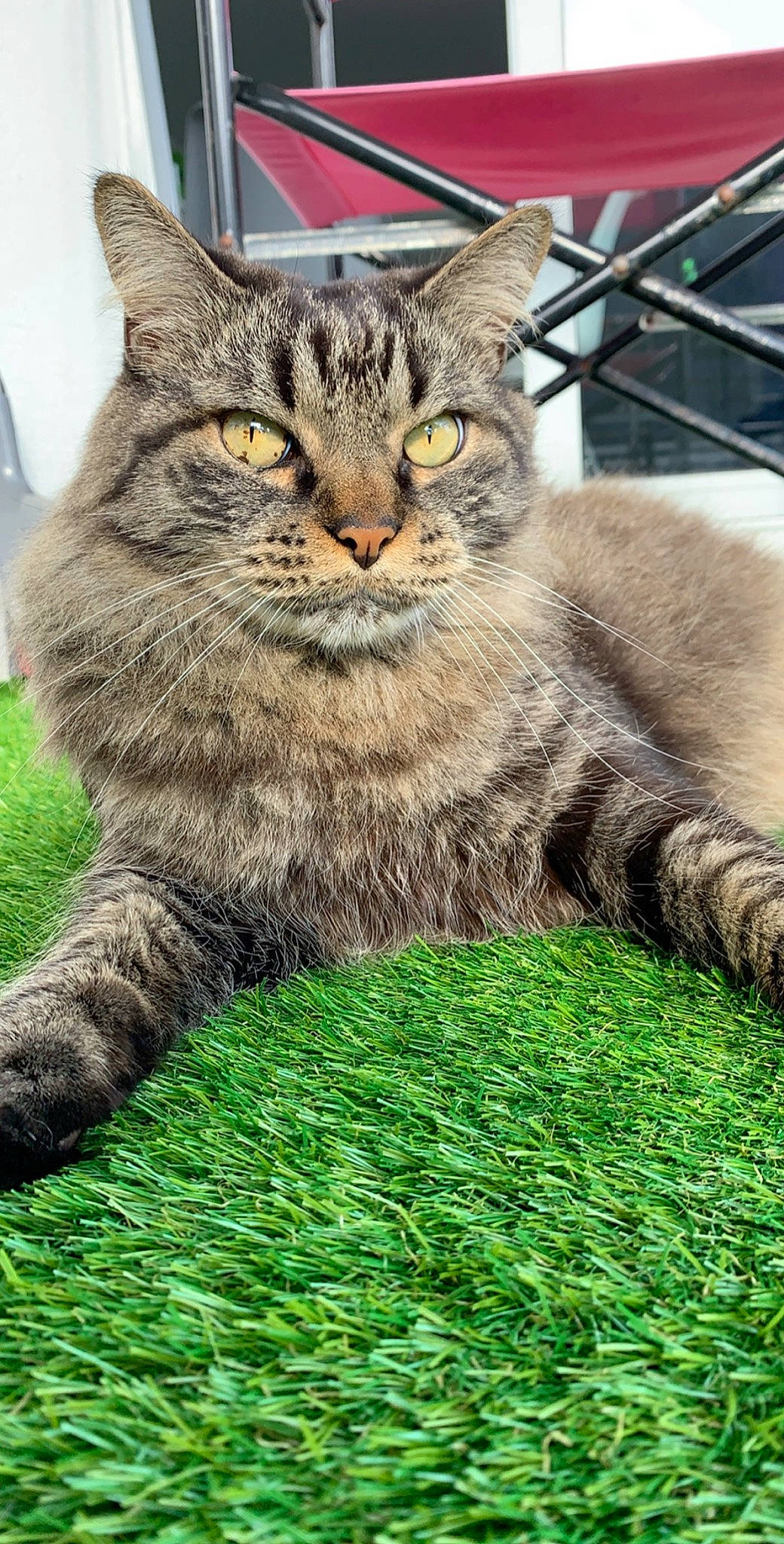 Isice participe au concours pour gagner de l'argent avec cette photo : carnivore, cat, claw, domestic_short_haired_cat, felidae, fur, grass, green, groundcover, plant, sitting, small_to_medium_sized_cats, snout, tail, terrestrial_animal, tree, whiskers, wildlife