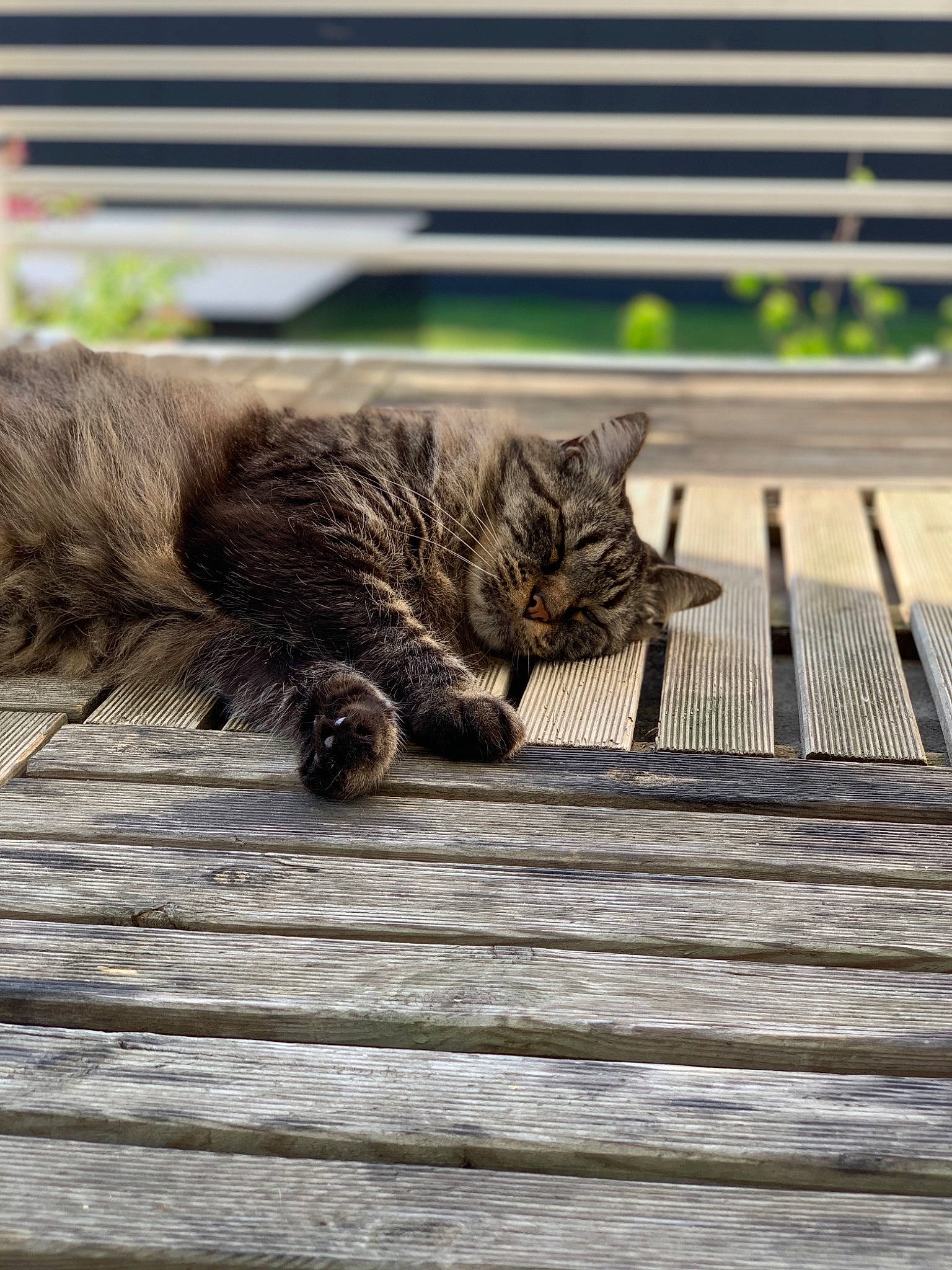 Isice a rejoint le concours — aidez-le/la à gagner de superbes lots ! carnivore, cat, domestic_short_haired_cat, fawn, felidae, flooring, fur, grass, grey, plant, road_surface, sitting, small_to_medium_sized_cats, snout, tail, terrestrial_animal, tree, whiskers, wildlife, wood