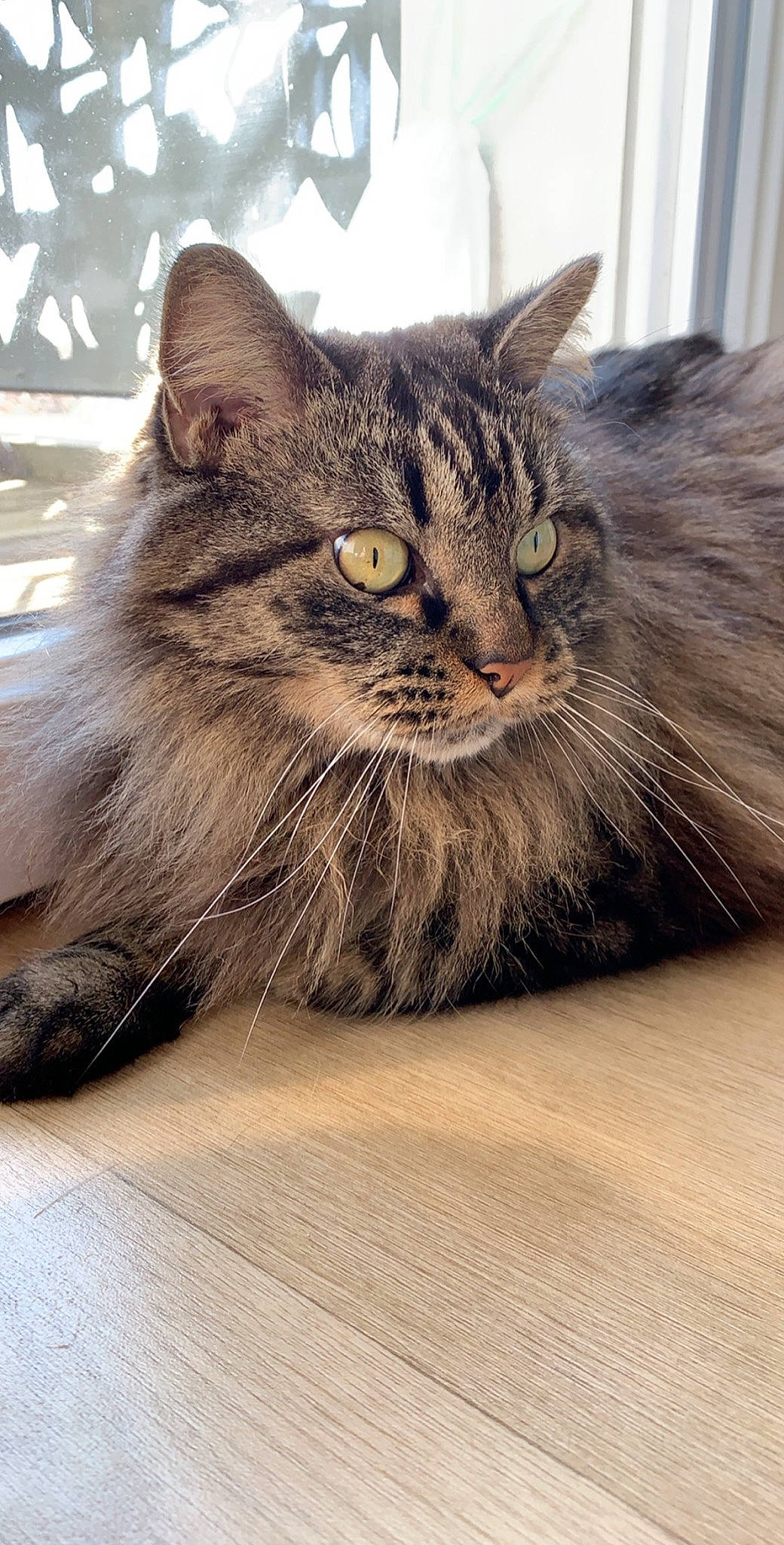 Isice a rejoint le concours — aidez-le/la à gagner de superbes lots ! carnivore, cat, claw, domestic_short_haired_cat, felidae, flooring, fur, grey, maine_coon, paw, small_to_medium_sized_cats, snout, tail, terrestrial_animal, whiskers, wildlife, window, wood