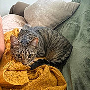 Lucy is registered to the contest to win money with this photo: cat, tabby_cat, blanket, yellow_blanket, couch, green_couch, pillow, beige_pillow, furniture, pet, animal, indoor, cozy, relaxed, fur, whiskers, ears, tail, resting, curious
