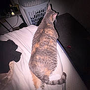 Kiki is registered to the contest to win money with this photo: bed, blanket, candle, cat, cross, dim_light, fabric, furniture, indoor, laundry_basket, night, orange_fur, pet, quiet, relaxing, room, sleepy, striped_fur, table, tail