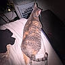 bed, blanket, candle, cat, cross, dim_light, fabric, furniture, indoor, laundry_basket, night, orange_fur, pet, quiet, relaxing, room, sleepy, striped_fur, table, tail