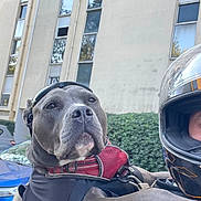 Naïa a rejoint le concours — aidez-le/la à gagner de superbes lots ! dog, pet, harness, motorcycle_helmet, person, urban, building, windows, greenery, outdoor, blue_car, sidewalk, shoulder, leash, black_clothing, helmet_visor, close_up, animal, transport, protective_gear