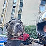 dog, pet, harness, motorcycle_helmet, person, urban, building, windows, greenery, outdoor, blue_car, sidewalk, shoulder, leash, black_clothing, helmet_visor, close_up, animal, transport, protective_gear