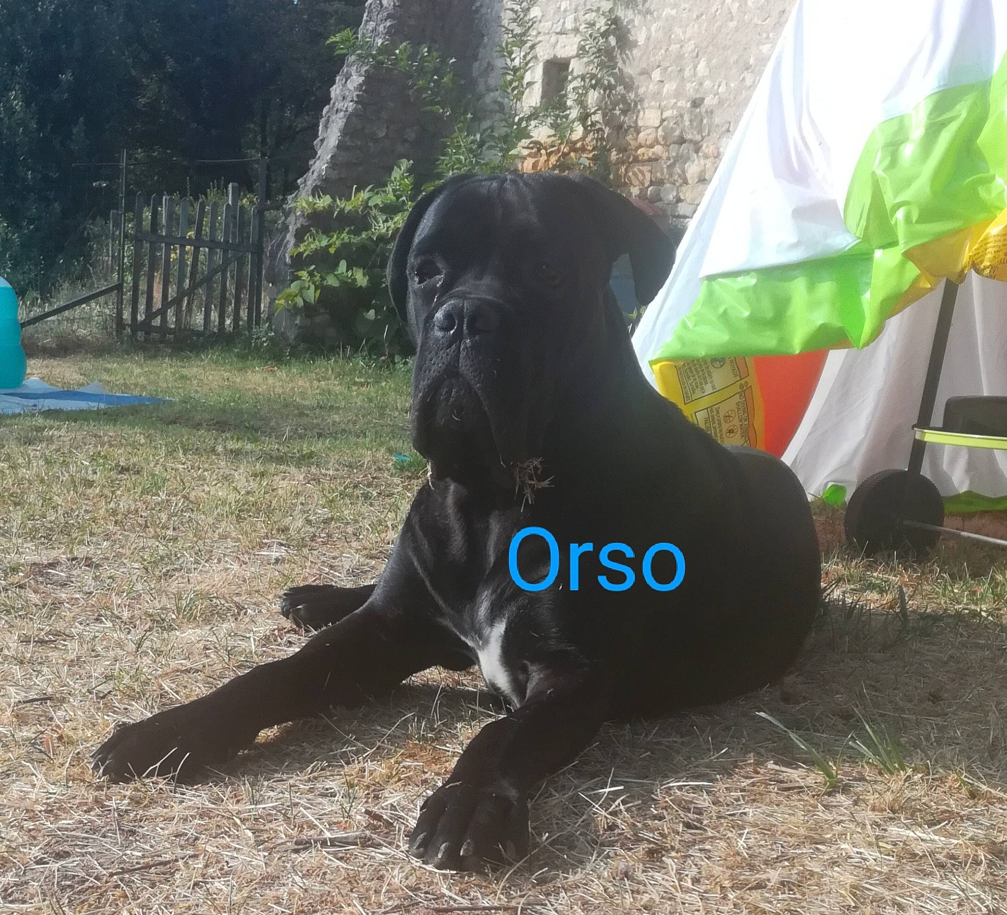 Orso