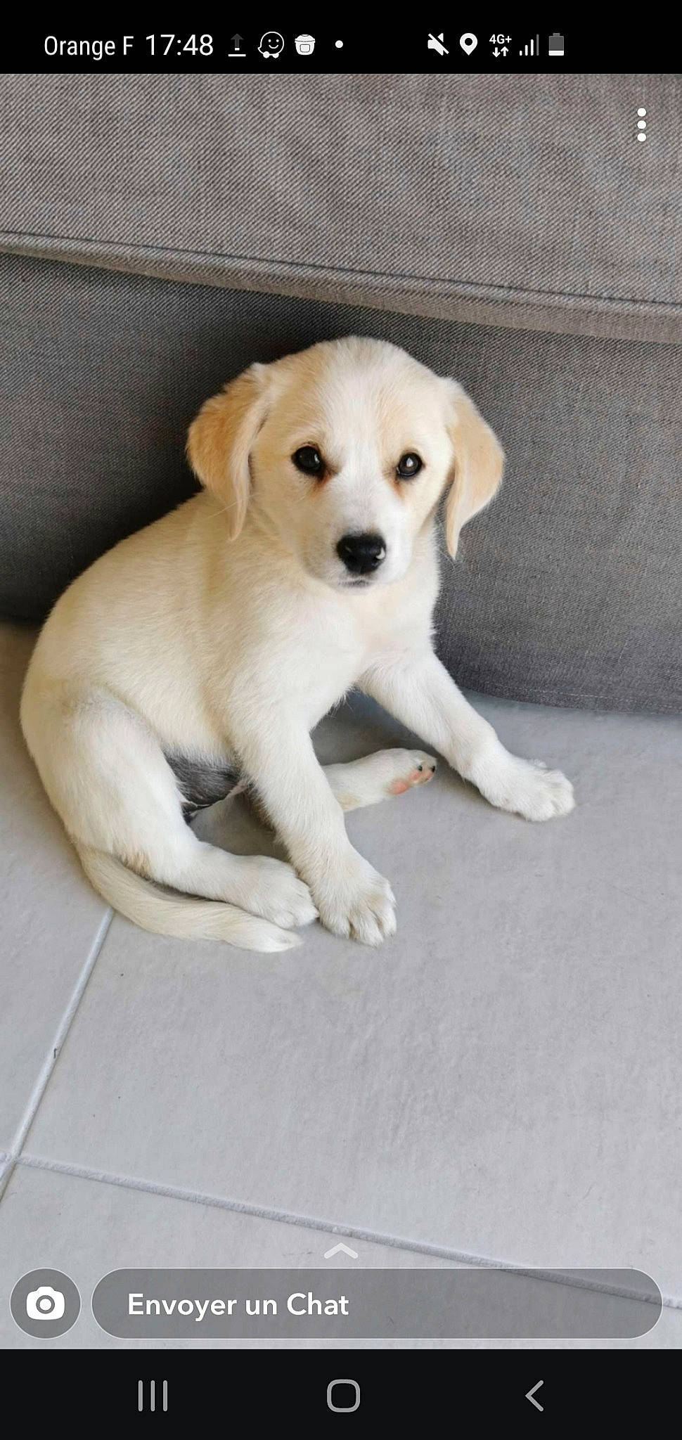 Lexa participe au concours pour gagner de l'argent avec cette photo : ancient_dog_breeds, carnivore, companion_dog, dog, dog_breed, fawn, flooring, labrador_retriever, non_sporting_group, paw, tail, terrestrial_animal, working_animal
