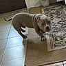 Titan is registered to the contest to win money with this photo: dog, indoor, rug, tile_floor, plant, door, pet, canine, home, carpet, furniture, animal, paw, tail, flooring, domestic, living_room, walking, brown, white