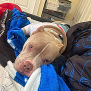 Titan joined the competition — help win amazing prizes! dog, blanket, bed, indoor, resting, cozy, canine, collar, furniture, comfort, sleepy, fabric, home, relaxation, pet, animal, fur, cute, domestic, lying_down