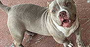 Titan joined the competition — help win amazing prizes! dog, pitbull, grey_dog, white_markings, smiling_dog, outdoor, concrete_floor, person_leg, shoe, happy_dog, pet, canine, standing, looking_up, playful, animal, companion, friendly, short_hair, muscular