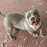 dog, pitbull, grey_dog, white_markings, smiling_dog, outdoor, concrete_floor, person_leg, shoe, happy_dog, pet, canine, standing, looking_up, playful, animal, companion, friendly, short_hair, muscular