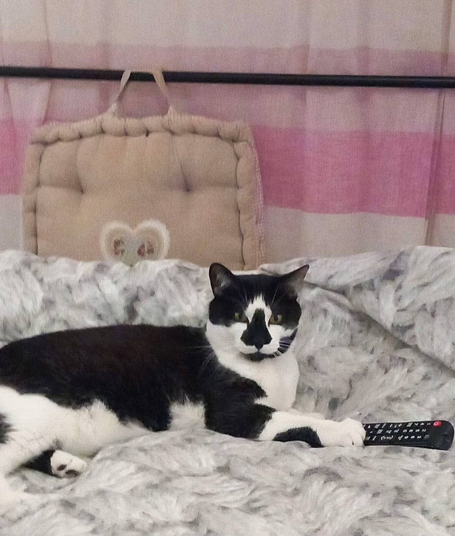 Fripouille participe au concours pour gagner de l'argent avec cette photo : bedding, carnivore, cat, cat_supply, comfort, couch, domestic_short_haired_cat, felidae, fur, grey, linens, mammal, monochrome_photography, paw, pet_supply, room, small_to_medium_sized_cats, tail, textile, whiskers