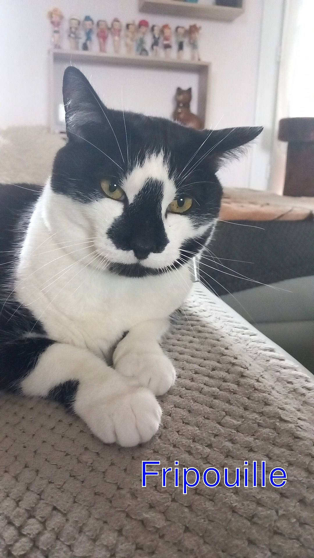 Fripouille participe au concours pour gagner de l'argent avec cette photo : carnivore, cat, comfort, domestic_short_haired_cat, eye, felidae, fur, hair, monochrome_photography, paw, sitting, small_to_medium_sized_cats, snout, tail, terrestrial_animal, whiskers