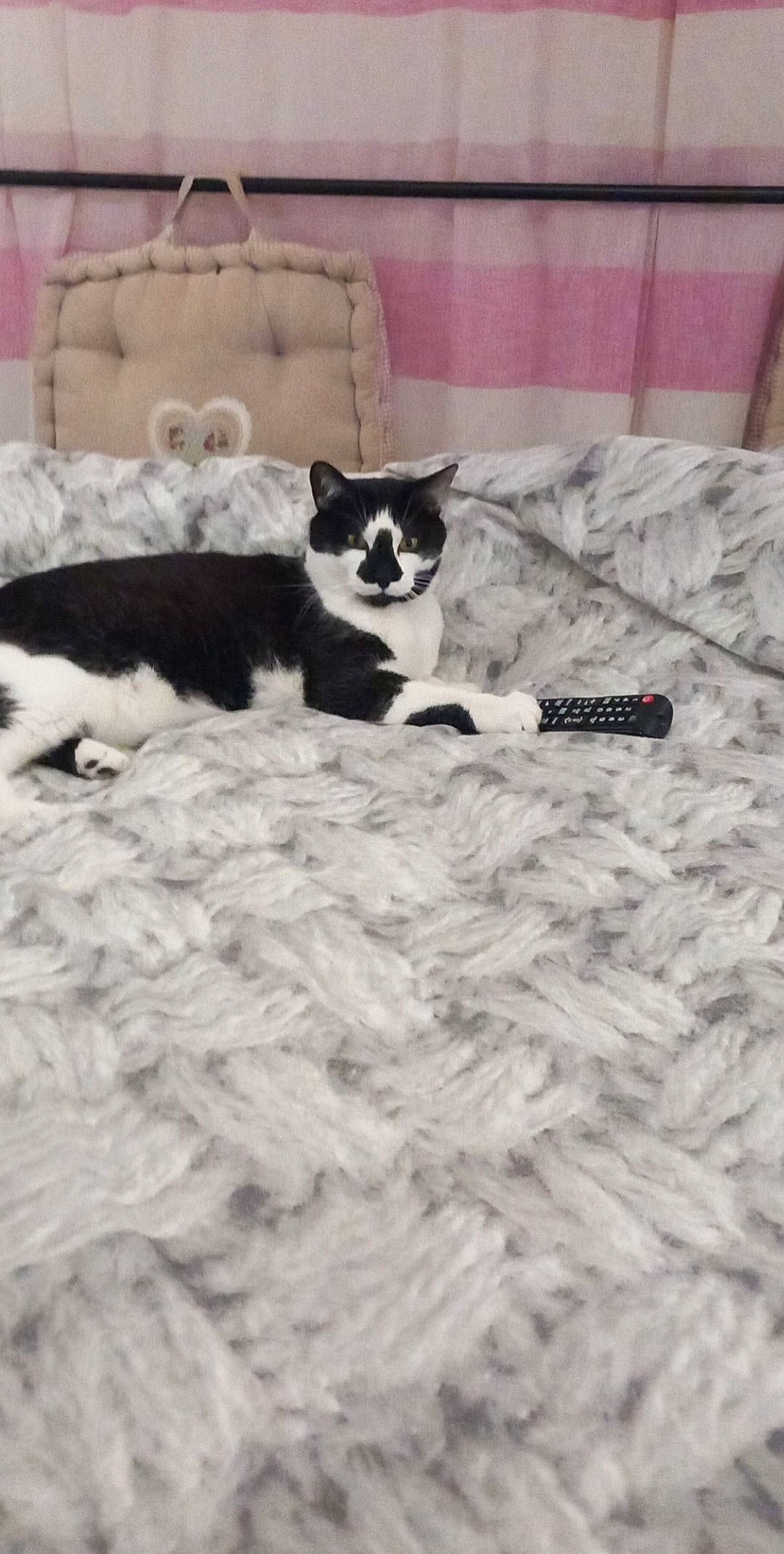 Fripouille participe au concours pour gagner de l'argent avec cette photo : bedding, canidae, carnivore, cat, cat_supply, comfort, dog_breed, domestic_short_haired_cat, felidae, flooring, fur, grey, hardwood, linens, monochrome_photography, room, small_to_medium_sized_cats, tail, whiskers, wood