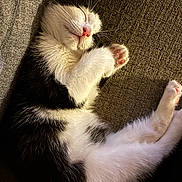 Bandit is registered to the contest to win money with this photo: cat, kitten, sleeping, black_and_white, fur, paw, nose, whiskers, couch, texture, cozy, relaxed, indoors, pet, animal, cute, resting, feline, closeup, soft