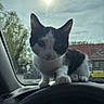 Bandit joined the competition — help win amazing prizes! cat, kitten, black_and_white, car_interior, steering_wheel, dashboard, sunlight, window, outdoor, trees, building, daytime, pet, curious, animal, feline, close_up, young, domestic_cat, front_view