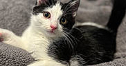 Bandit is registered to the contest to win money with this photo: kitten, cat, black_and_white, pet, animal, feline, cute, fur, whiskers, ears, eyes, nose, blanket, soft, cozy, indoor, resting, young, playful, domestic