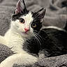 kitten, cat, black_and_white, pet, animal, feline, cute, fur, whiskers, ears, eyes, nose, blanket, soft, cozy, indoor, resting, young, playful, domestic