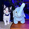 Bandit is registered to the contest to win money with this photo: kitten, cat, black_and_white, blue_collar, plush_toy, elephant, stuffed_animal, indoor, furniture, table, sofa, plant, nighttime, blue_light, cute, pet, animal, young, curious, domestic