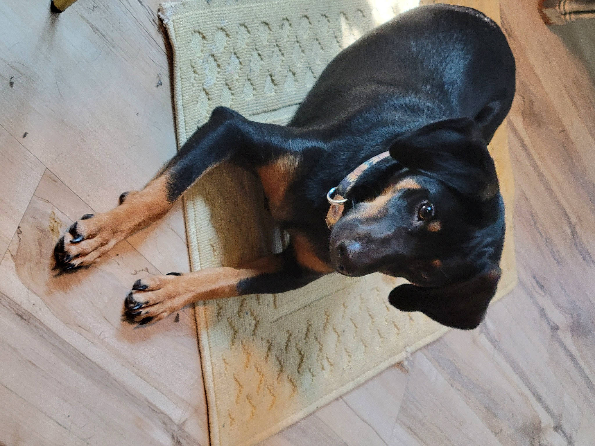 Lucy is registered to the contest to win money with this photo: canidae, carnivore, comfort, companion_dog, dog, dog_breed, dog_collar, fawn, flooring, guard_dog, hardwood, hunting_dog, liver, pet_supply, snout, sporting_group, terrestrial_animal, wood, working_animal, working_dog