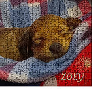 Zoey joined the competition — help win amazing prizes! dog, puppy, sleeping, blanket, jigsaw_puzzle, puzzle, photo, phone_screen, website, text, navigation_bar, colorful, cozy, pet, animal, product, shopping, online_store, resting, zoey