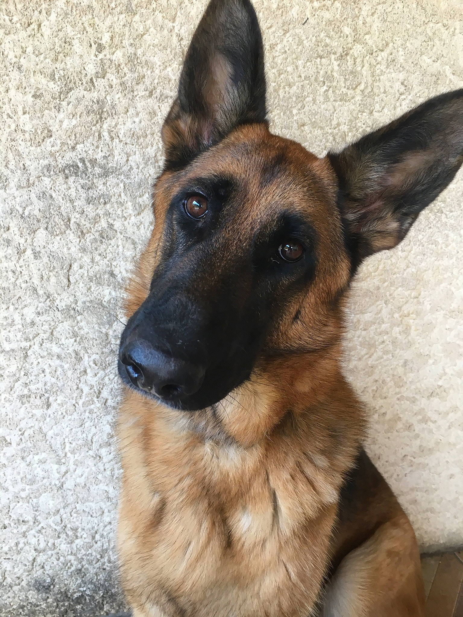 Naïs participe au concours pour gagner de l'argent avec cette photo : belgian_shepherd, belgian_shepherd_malinois, canidae, carnivore, dog, dog_breed, ear, east_european_shepherd, fawn, german_shepherd_dog, king_shepherd, kunming_wolfdog, mammal, old_german_shepherd_dog, police_dog, rare_breed_dog, shiloh_shepherd_dog, snout, vertebrate, working_dog